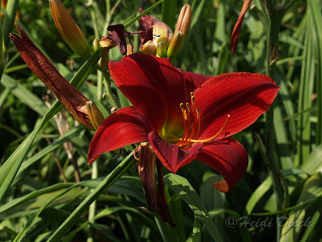 Hemerocallis Klaus Hadaschik.JPG